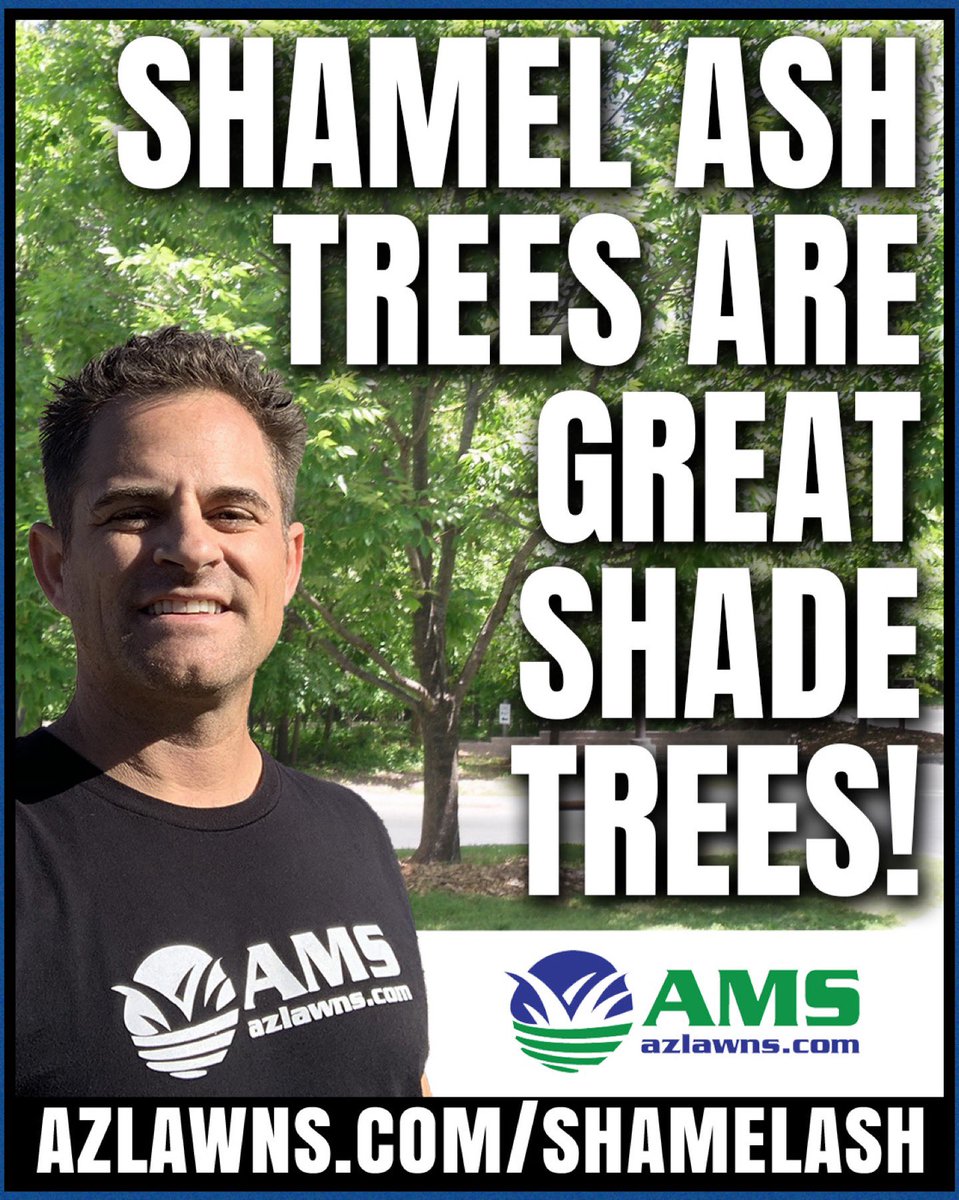 Shamel Ash Trees Are Great Shade Trees!
.
azlawns.com/shamelash
.
#shamelash #KeepingYardsEnjoyable #azlawns #amslandscaping #lawncare #landscaping #lawnservice #cleanup #landscaper  #azfamily #azcentral #abc15 #fox10phoenix #12newsaz