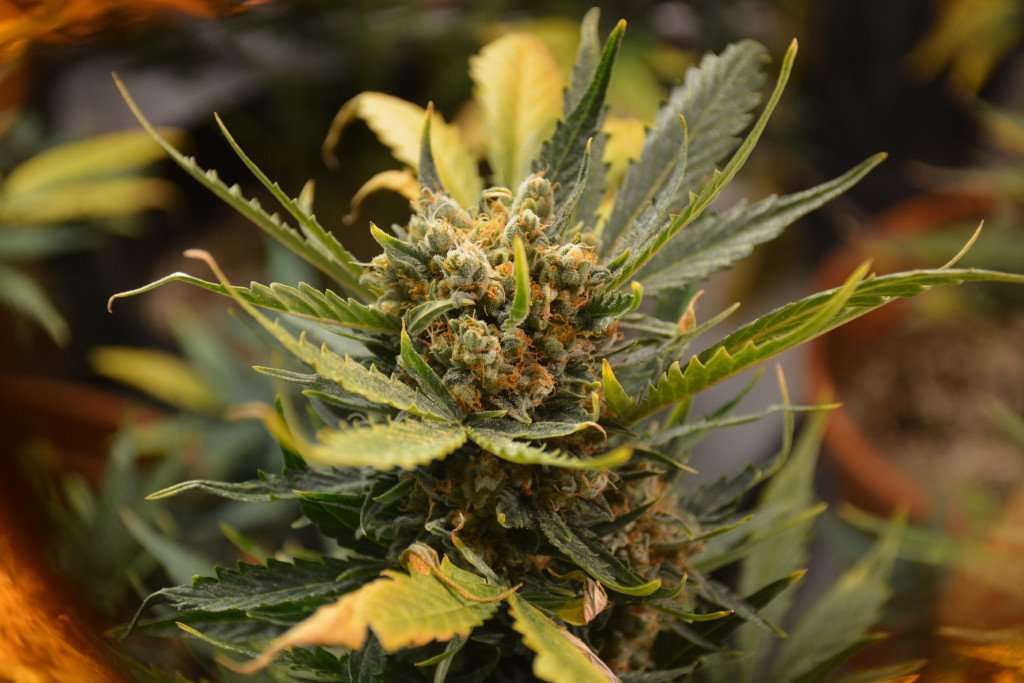 buff.ly/3SijkKg 
Himalaya Blue Diesel Auto Regular Cannabis Seeds is a fantastic strain I acquired through a trade and cultivated this summer. 🌿💙 #autoflower