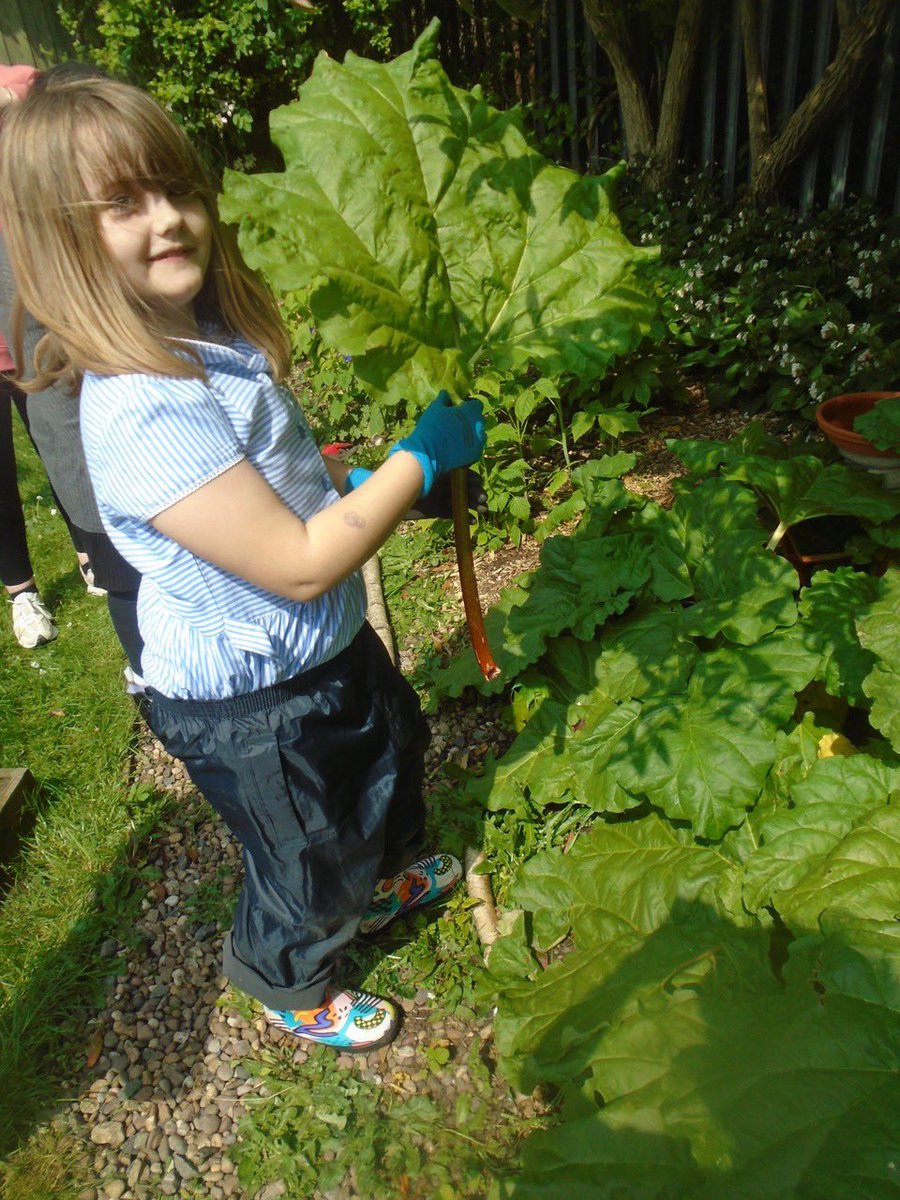 Class 3 have loved harvesting their rhubarb this week! #gardening #greenfieldscommunityschool @NST_forschools @MyNottingham @SAfoodforlife @gardenorganicuk @TheMontyDon