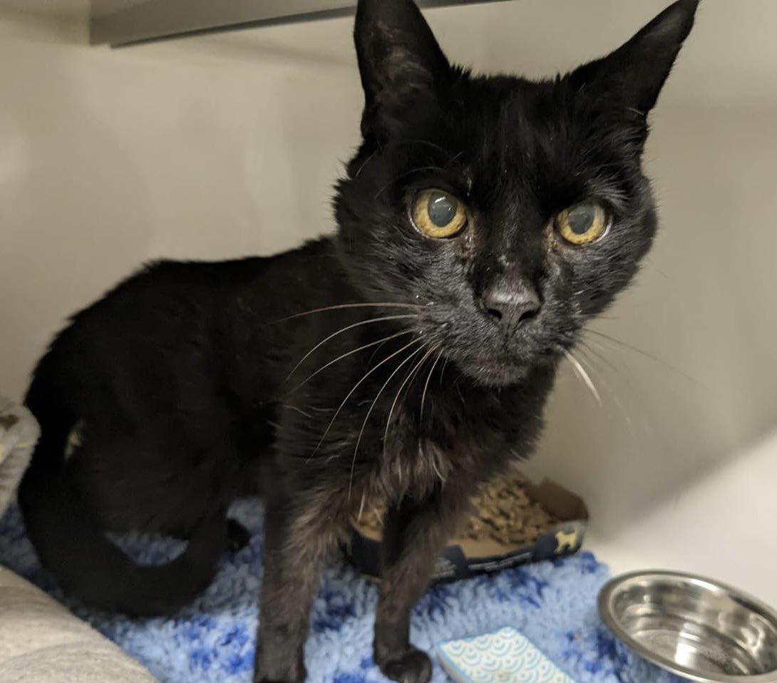 Do you recognise this older chap? He's currently at Sprinz and Nash vets in #Thame. He has a small wart behind his right ear, is neutered but not microchipped. Please contact Sprinz & Nash (￼ Tel: 01844 212000 ) if you believe he is yours. #FoundCats #CatsOfTwitter #CatsOfX