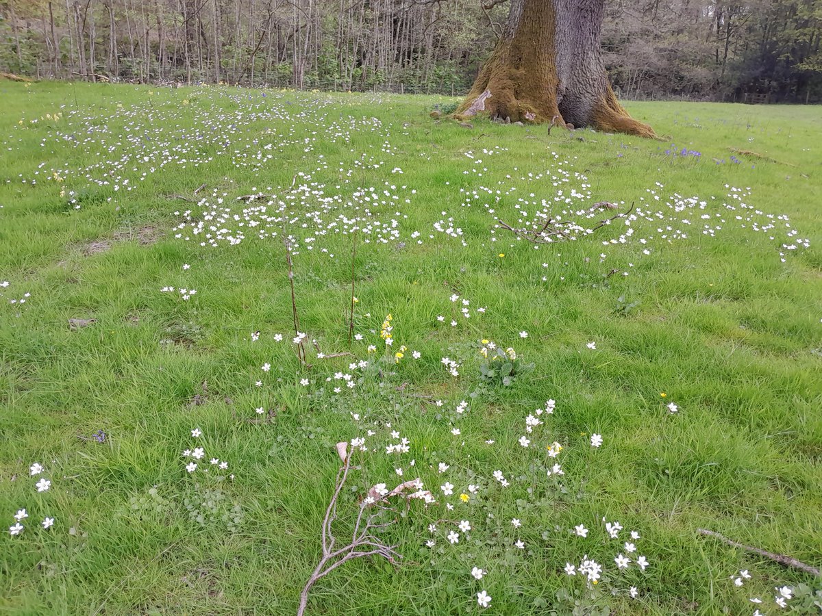 Several thousand Meadow Saxifrage flowers in a field near Masham yesterday. I've never seen so many before. @JillWarwick @whiterosegreen