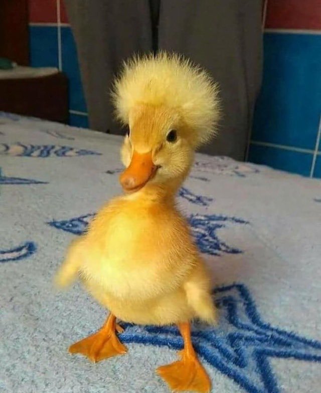 please everyone look at this duck