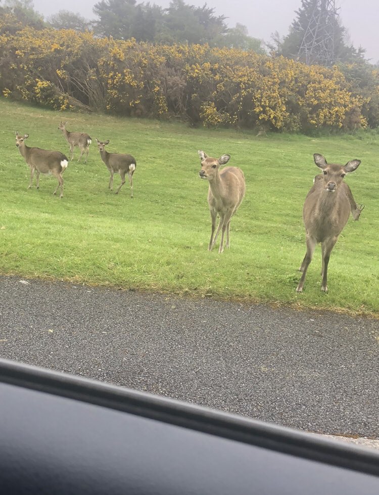 checking in on Dublin deer approx 30 sika just off the M50 mature males have headed back up the hills into Coillte, hinds will be dropping calves here in next few weeks not ideal, but so long as public keep feeding them, they will remain… and keep getting hit on road