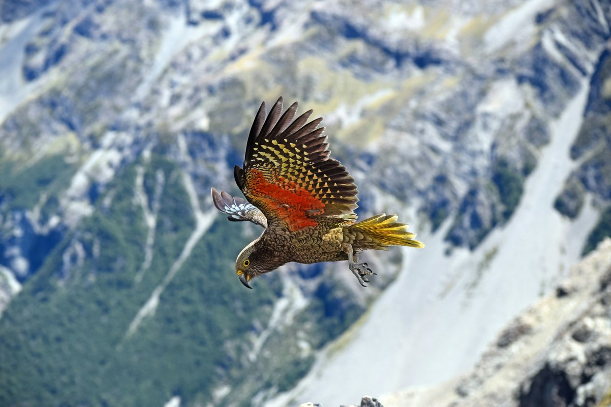 This photo features a kea, the only parrot species found in alpine regions.  Keas are highly intelligent and curious birds, known for their playful antics.  Their habitat includes New Zealand's South Island mountains, where they can thrive in harsh conditions. #photo  #nature 🇳🇿