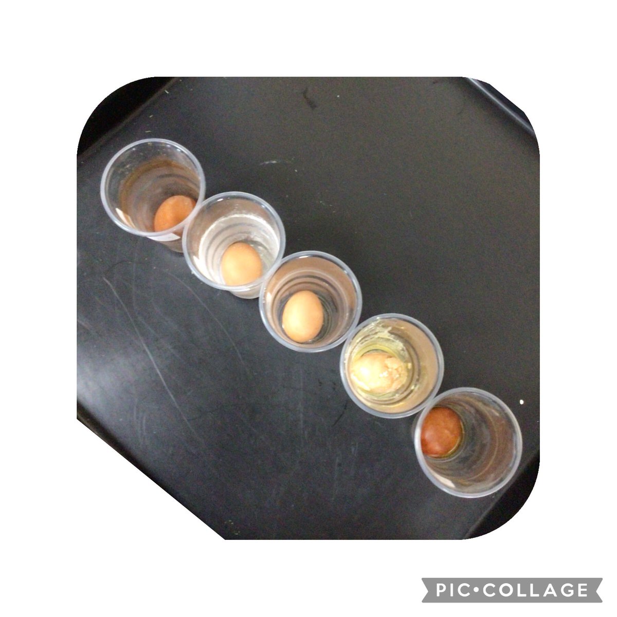 Today we examined the results of our egg experiment! The children loved finding out if their predictions were correct or not 🤩🥚🦷 orange juice and coca-cola caused the most damage! @parishschool1 #parishscientists