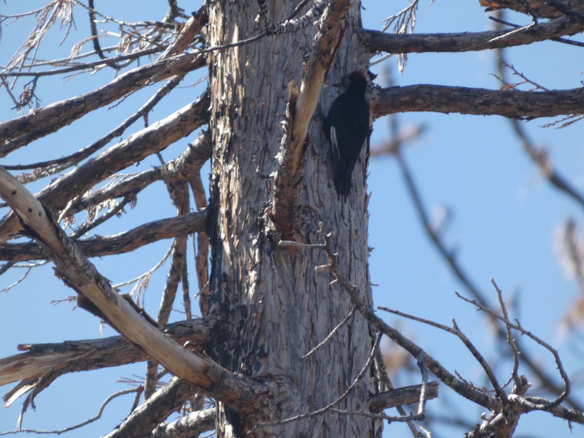 These black-backed and hairy #woodpeckers were certainly enjoying this high-intensity burn patch created by the Caldor Fire. #StopTheChop