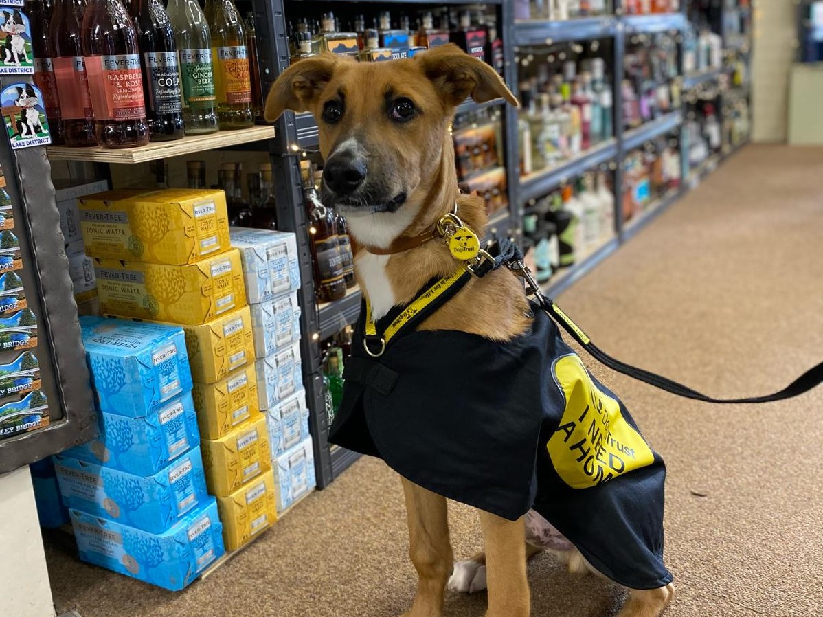 Riley is looking for a PAWfect match, 6 month old Lurcher crossbreed. A super⭐ with socialisation training. Meeting & greeting people, dog friendly, sits nice & patiently in shops & cafes. He's going to make someone a awesome dog!