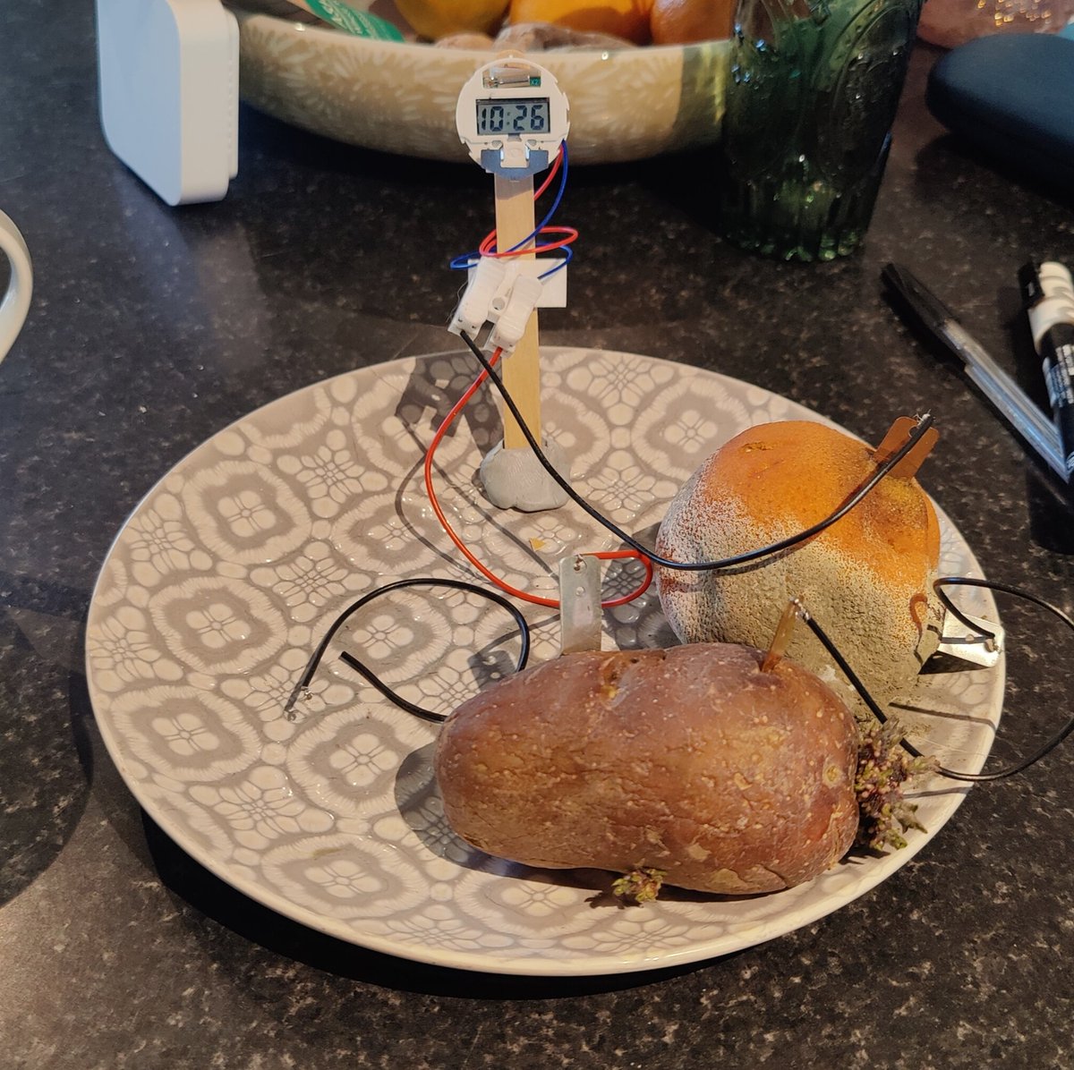 Over 5 weeks on the plate, left untouched on the kitchen counter since it came home from my science camp on March 27th, and it's STILL working!
#STEM #STEMinAction #scienceexperiment #scienceforkids