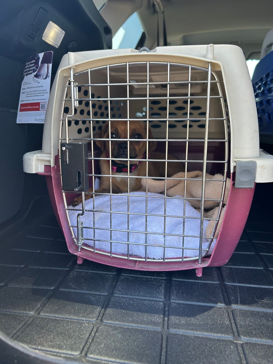 Despite hot temps, CA wildfire smoke, and unscheduled stops, 4 Chihuahua/pug mix puppies safely reached their destination from Bakersfield to Seattle thanks to rescue coordinators Lisa & Alana, ground transporter Cecilia, and Pilots Jake & Martin! (full story on FB)✈️#pilotsnpaws
