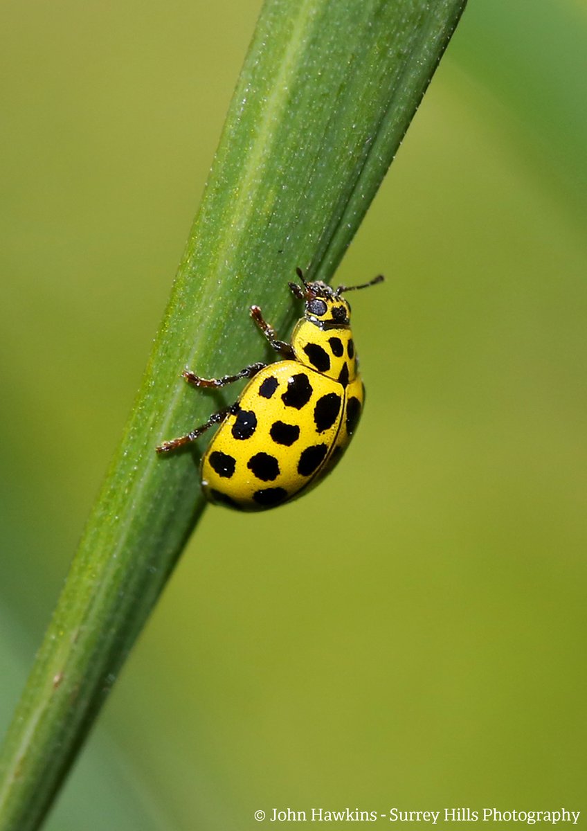 Did you know we have 47 species of ladybird in the UK?!🐞

Each species has a distinctive colour and pattern - from the classic red 7-spotted ladybird to the vibrant yellow of the 22-spot ladybird.

👉Learn more about ladybirds: welshwildlife.org/blog/thewildli…