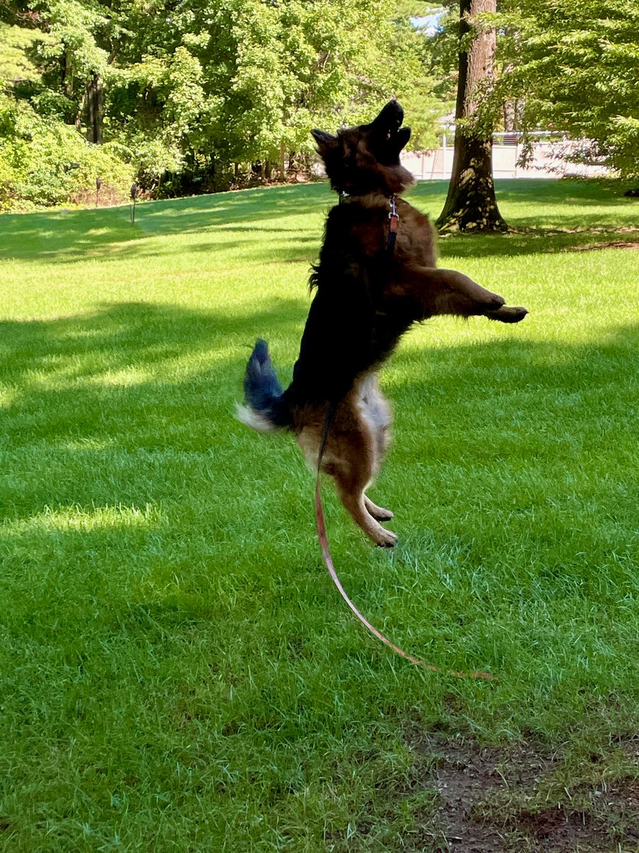 Some things change. Some things remain the same. #GermanShepherd #dogsoftwitter #seasonal #NewEngland #gsd #Dogsarefamily #Boston