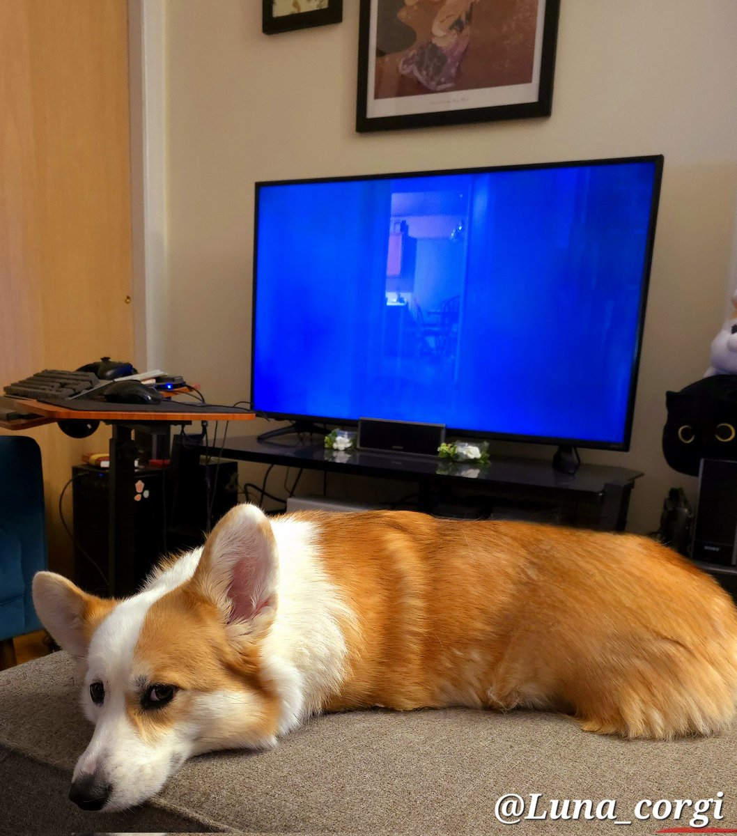 In honor of #NationalParanormalDay, today's #horrormovie is 'Rorschach'. It's a #FoundFootage film about a team of skeptics investigating a haunted home.😧🖥👻

#dog #corgi #CorgiCrew #HorrorMovies #paranormal