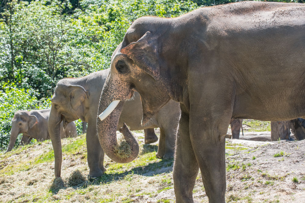 Happy birthday Samson! The biggest birthday boy is 26 this week