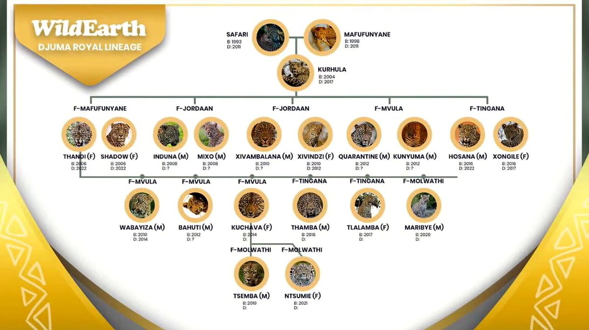 Beautiful Family Tree of the Royal Leopard Family #wildearth