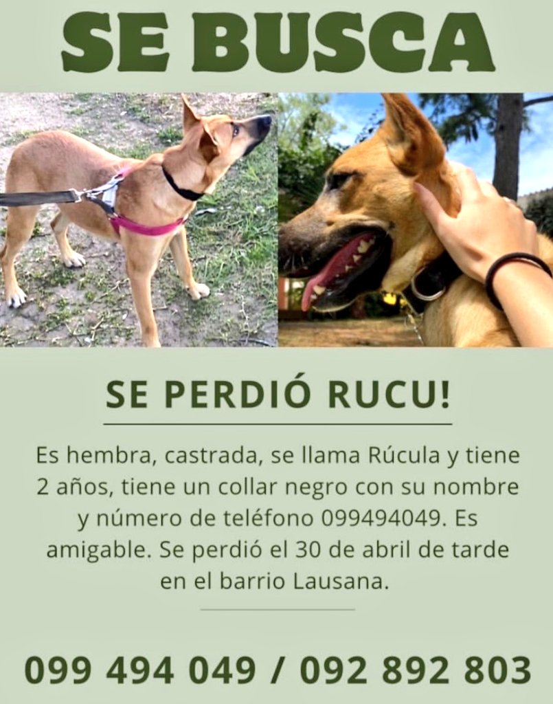 📍🐕‍🦺🐾🐾#ATENCIÓN Están buscando a 'RÚCULA'...Se extravió en zona de Lausana. Muchas gracias a todos!!