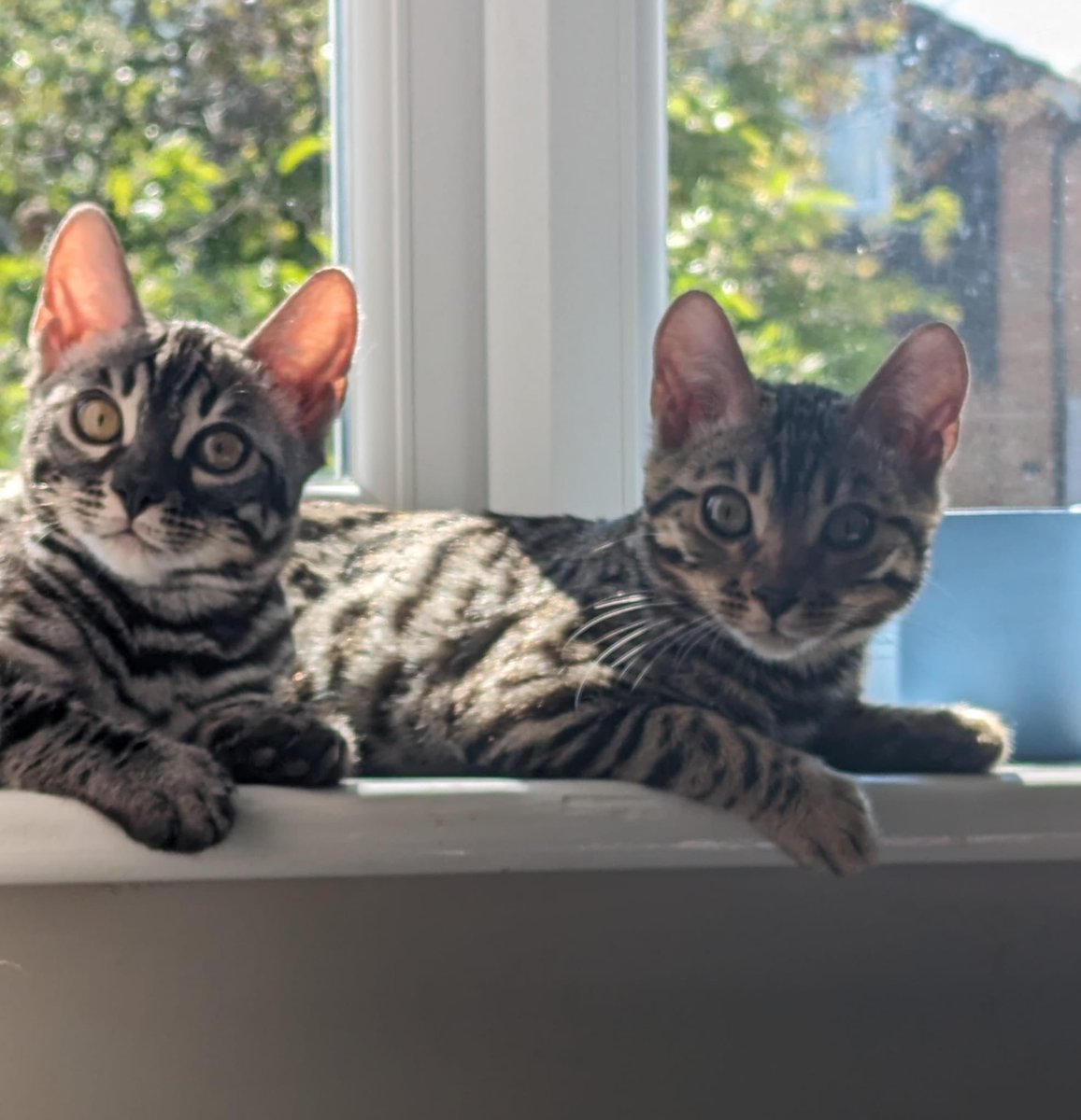 Beautiful Bengals Ash & Stumpy are available for adoption….

And you can apply here - cwwrescue.org/adoption-proce… 🙏🏼🙏🏼

#bengal #bengalcat #bengalcats  #rescuecatsrock #lovecats #catsoftheday #rescuedisthebestbreed #cutecats #catcharity