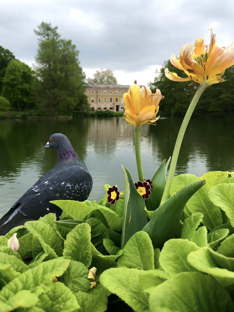 Chilling out at Kew Gardens … #kewgardens @kewgardens #pigeon #shotonphone @Visit_Richmond1 #FlowersOnFriday