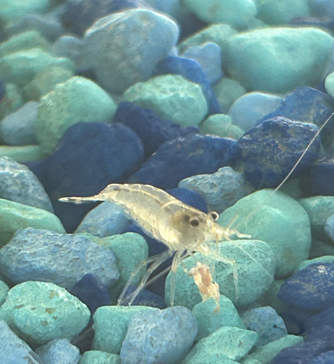 Happy Friday!

Enjoy this picture of my freshwater shrimp having an afternoon snack.