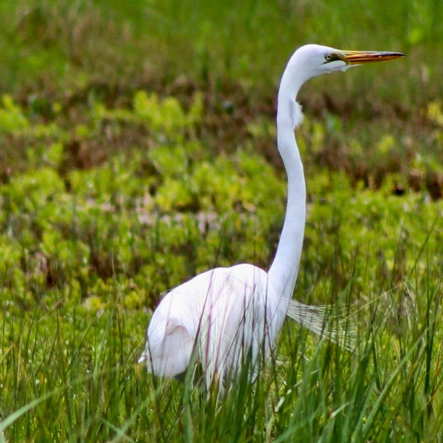 #birdphotography #BirdsOfTwitter #photooftheday #NaturalBeauty