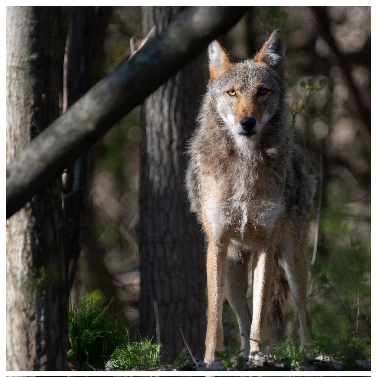 I love mornings with encounters like this one!  Coyotes are amazing and very misunderstood. 
Nikon Z50/Sigma 150-600c 
@CanGeo 
#sharecangeo #london #ctvlondon 
#coyote