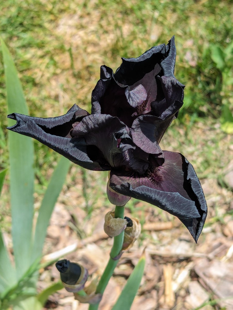 Anvil of Darkness -- one of my most prized irises