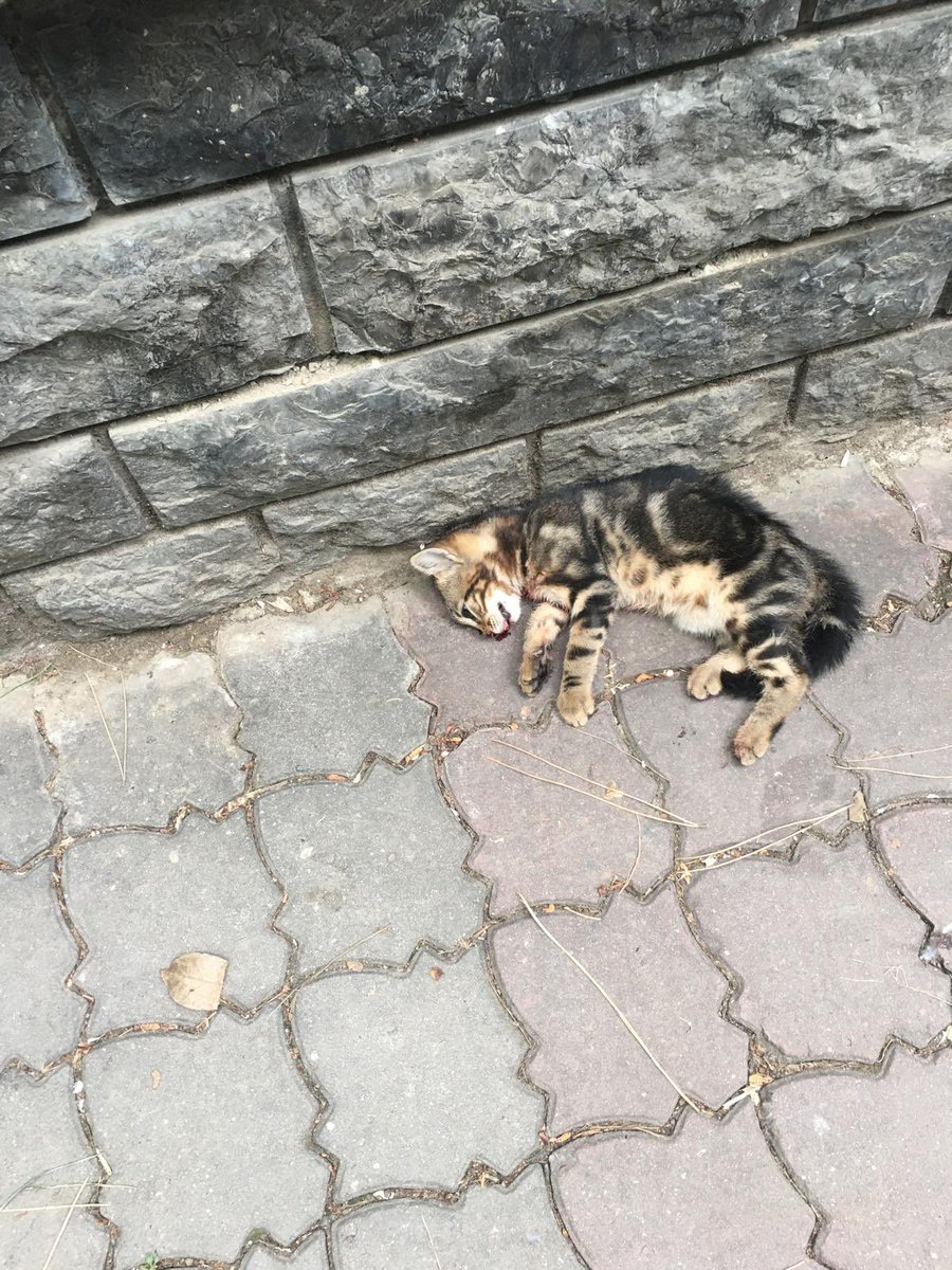Kadıköy Dr Muhit Tumerkan Sokak'tan eskiden var olan hız kesicilerin asfalt yenileme esnasında sökülüp yeniden inşa edilmemesi kediler ezilmesine neden olmaktadır
"Kedi cikabilir" tabelasi halk tarafından yapılmıştır.
De Muhittin Tumerkan sokağına hız kesici tümsek yapılmalıdır