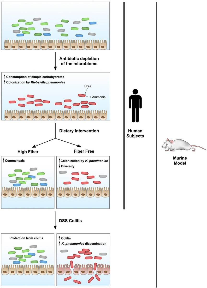 Penn Medicine CSO (@pennmedcso) on Twitter photo Dietary carbohydrates, intestinal colonization & Klebsiella pneumoniae ft. @alhecht, Lisa Harling, <a href="/elliotsfriedman/">Elliot Friedman</a>, Junhee Lee, Gary Wu (@PennGIHep), <a href="/CeylanTanes/">Ceylan Tanes</a>, Vincent Tu, Kyle Bittinger (<a href="/CHOP_Research/">CHOP Research</a>) & Mark Goulian (<a href="/PennSAS/">Penn Arts & Sciences</a>) <a href="/PCMicrobiome/">PennCHOPMicrobiome</a> tinyurl.com/4d2z5nrr Dietary carbohydrates, intestinal colonization & Klebsiella pneumoniae ft. @alhecht, Lisa Harling, <a href="/elliotsfriedman/">Elliot Friedman</a>, Junhee Lee, Gary Wu (@PennGIHep), <a href="/CeylanTanes/">Ceylan Tanes</a>, Vincent Tu, Kyle Bittinger (<a href="/CHOP_Research/">CHOP Research</a>) & Mark Goulian (<a href="/PennSAS/">Penn Arts & Sciences</a>) <a href="/PCMicrobiome/">PennCHOPMicrobiome</a> tinyurl.com/4d2z5nrr