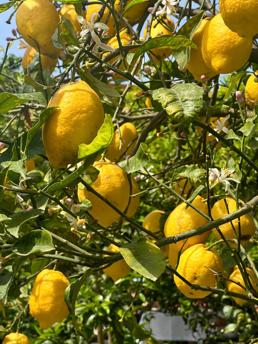 Vi spiego il Paradiso...🍋 📸mia