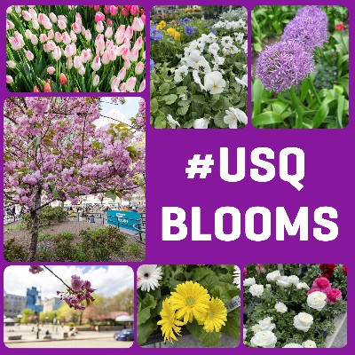 Spring is in full bloom 😍🌸 Tag us in your favorite park + greenmarket photos using the hashtag, #USQBlooms, for a chance to be featured on our page. We're excited to see all the stunning shots you capture! 📸 #springinusq #flowers #nature #greenmarket #nature #photooftheday