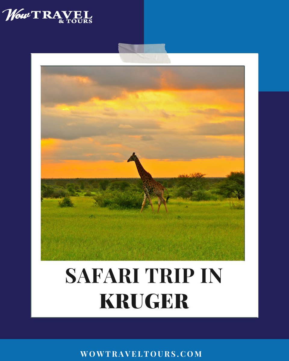 This iconic wildlife sanctuary in South Africa offers a captivating blend of breathtaking landscapes and incredible biodiversity.

visit us @ wowtraveltours.com/kruger-nationa…

#wowtravelandtours #travel #tours #traveling #southernafrica #vacation #holiday #tourism #tourist #destination