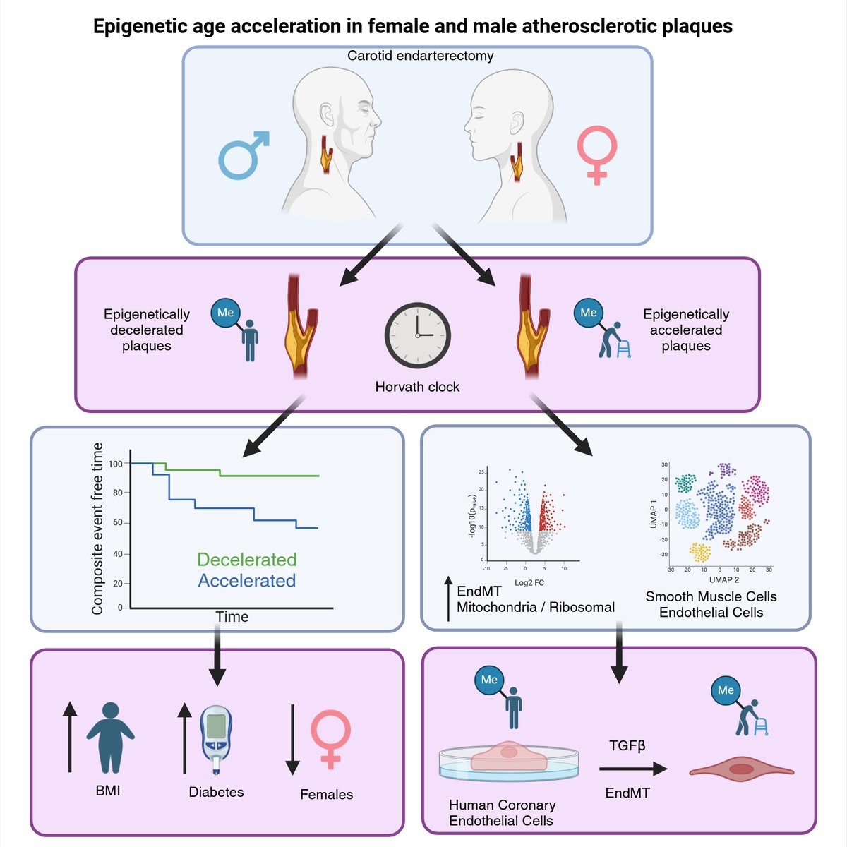 Atherosclerotic plaque epigenetic aging, a new predictor of poor prognosis linked to patients with Diabetes and high BMI and linked to EndMT @InnovatieHester @DiezBenavente ahajrnls.org/44pJ0ZY