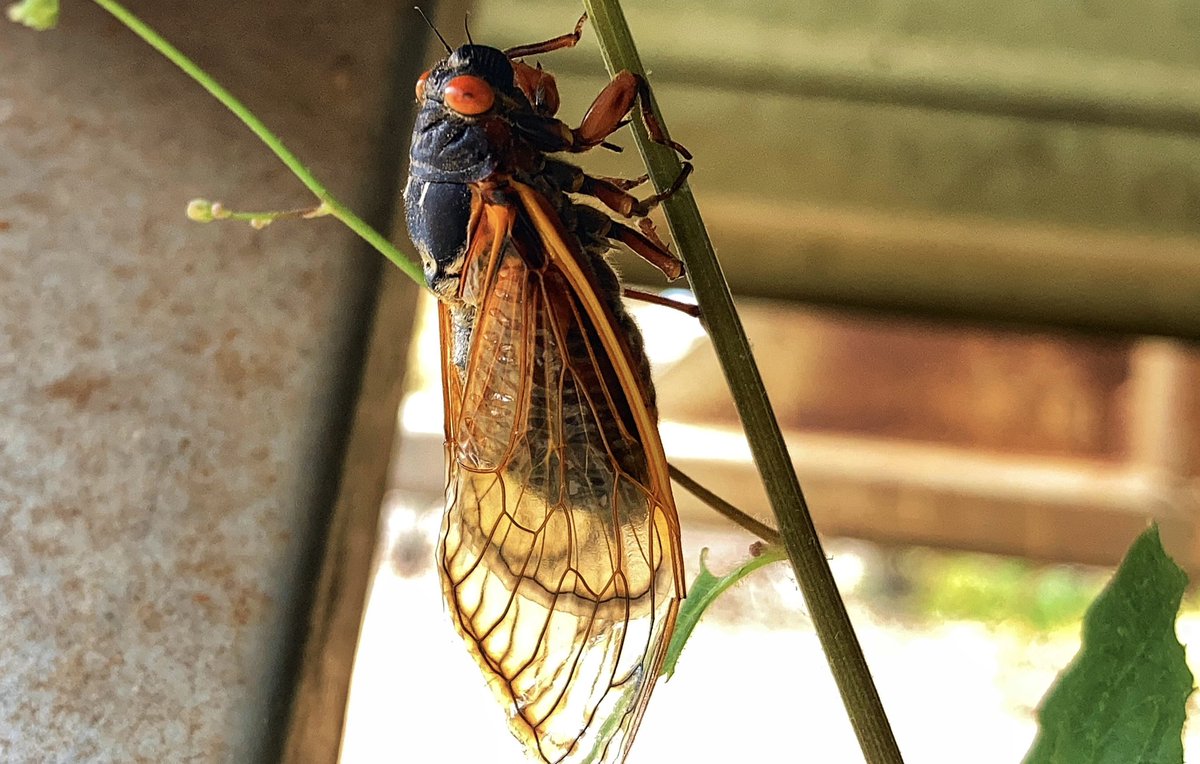 Beautiful 13 year cicada! Asheboro, NC. @TimBuckleyWX @WFMY @CMorganWX @LaurenColemanTV