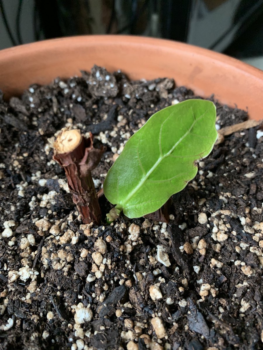 YES! Almost gave up on this fiddle-leaf fig cutting. 🤞🏼