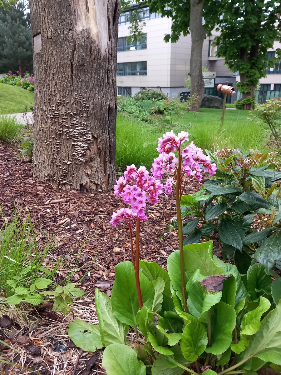 On my early morning walk to work, #campuslife #nature
@UoLLibrary