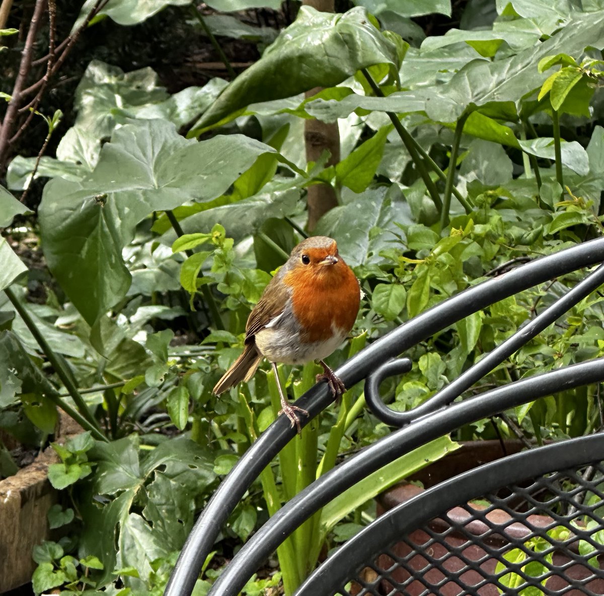 My garden robin is happy as there are so many worms due to the rain.