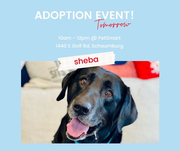 Hey #Chicago! .@SecondCityK9 #dogs #Adoption #EVENT 

#host .@PetSmart #Schaumburg 

Saturday 5/04, 10 AM - 1 PM

#AdoptDontShop #AdoptDontBuy #AdoptAShelterPet #adoptaseniorpet #AdoptAShelterDog #pets 

sccrescue.org/event/adoption…

facebook.com/PetSmartSchaum…

facebook.com/SecondCityCani…