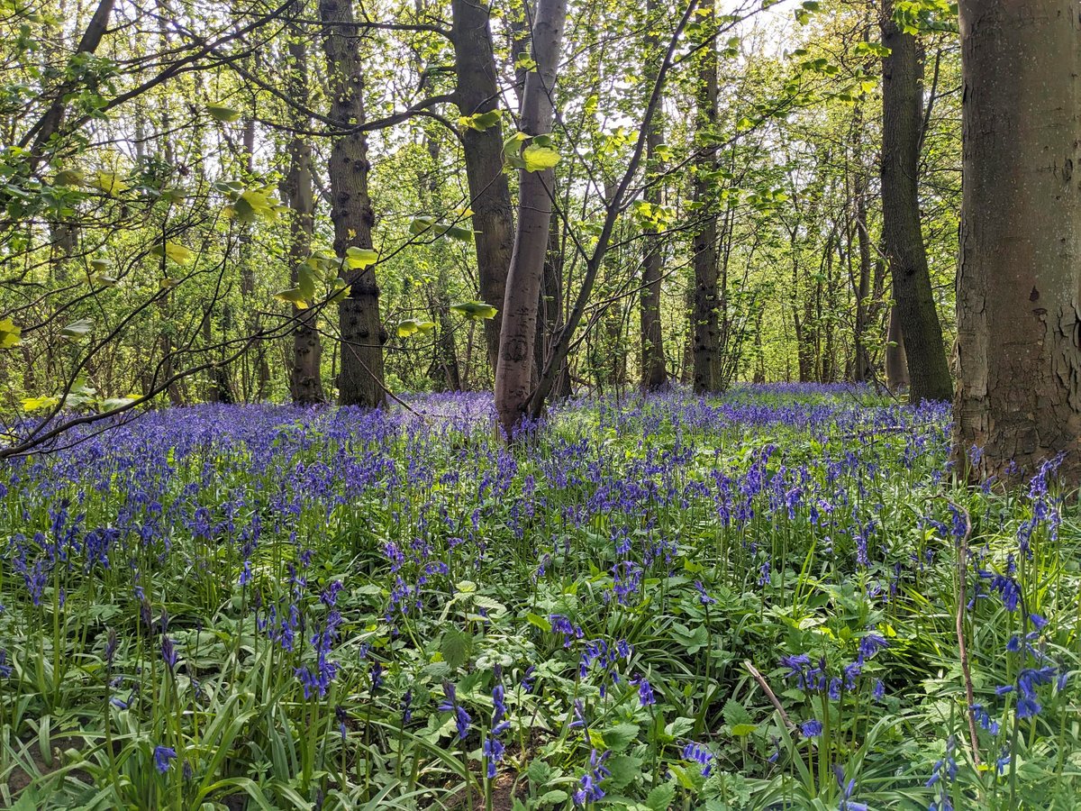 Sarah Fulton tweet media