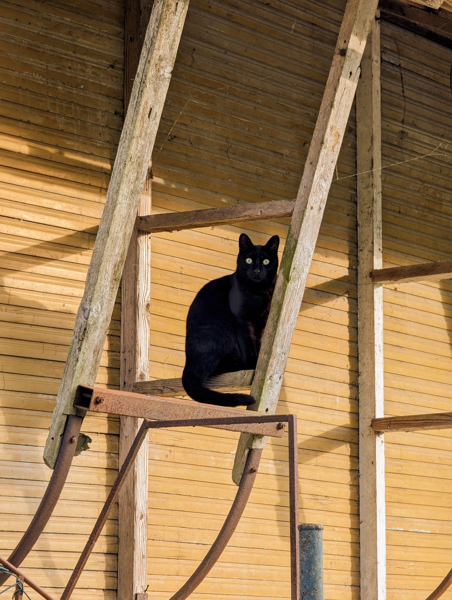 Vita di campagna a Ficarolo 🐈‍⬛