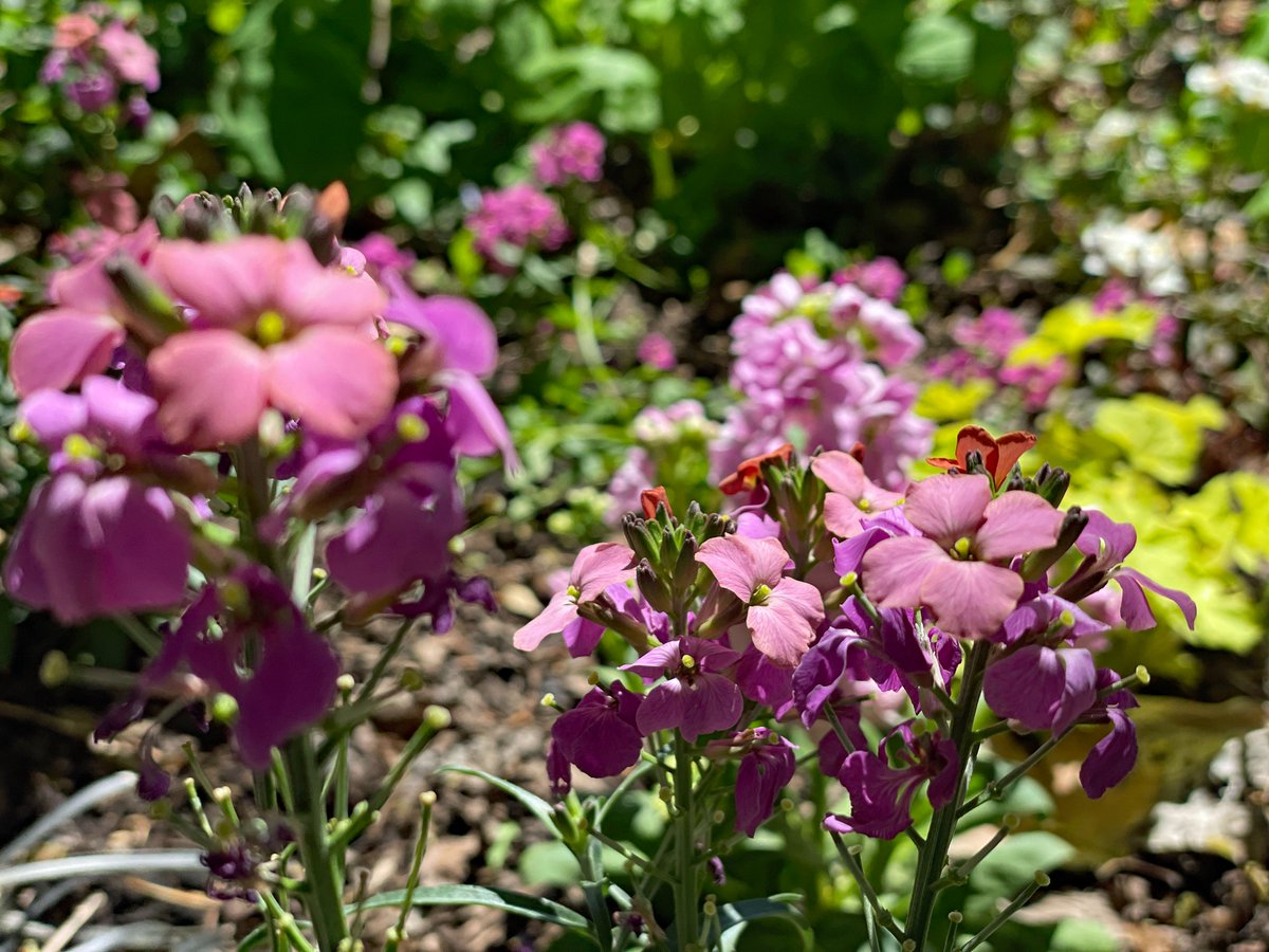 Spring's final flourish is painting the Arboretum in vibrant shades of green! While the season of blossoms draws to a close, our gardens are still bright with color. Discover the lively hues adorning the Visitor Center, Thornhill Education Center, The Grand Garden and Fragrance