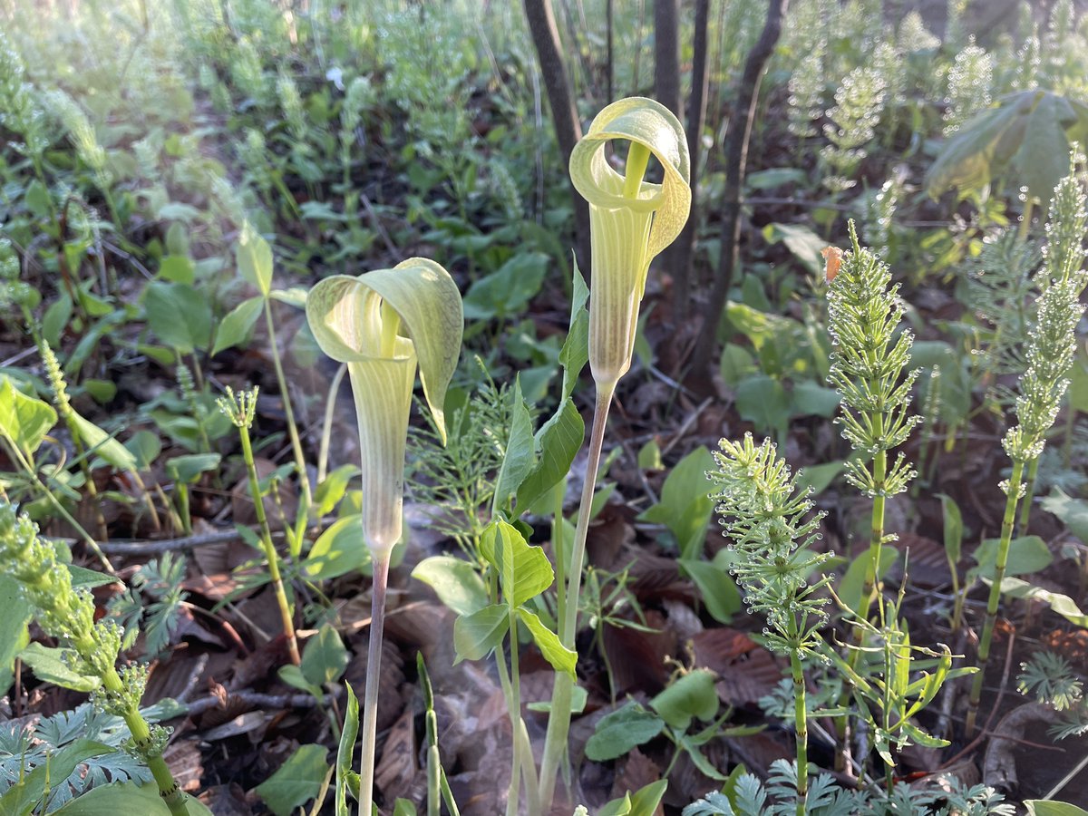 Jack in the Pulpit is a beautiful spring flower that has the amazing ability to change from male to female and back again from year to year in order to optimize reproduction! 🌸 See this amazing bloom on Spicebush! [Image: A green flower with a hood-like petal structure.]