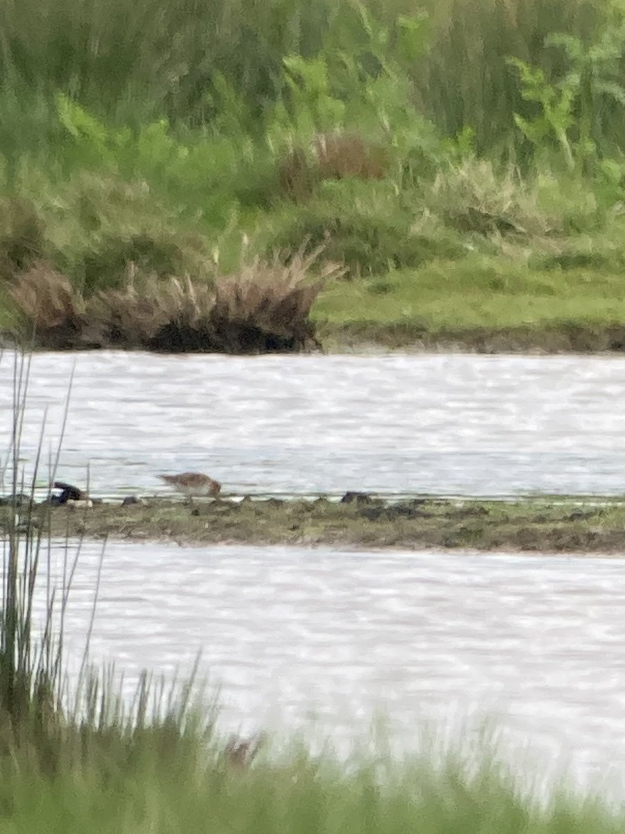 A summer plumaged Little Stint this afternoon on Exminster Marsh showing very distantly found by @Alphingtonbird1 - others have much better pics than mine - also 6 Hobby (2 north marsh and 4 over Station Road) and plenty of Swifts