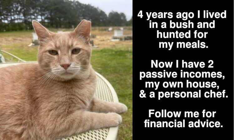 Follow him for financial advice!
#financialadvice #selfhelp #guru #catillionaire