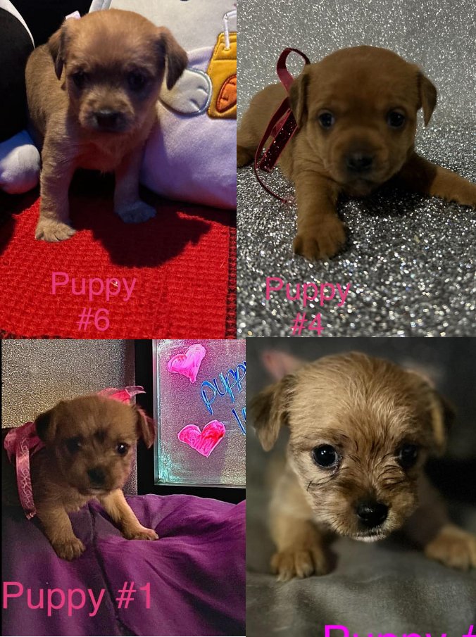 I noticed on Marketplace that Barkley's Mom has had another litter and I am trying really, REALLY hard to restrain myself.