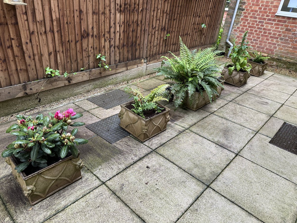 Trying to brighten up a shaded area in the Home where no residents go but can be seen through the windows. Lovely ferns, digitalis mixed and a pink Rhododendron 👍🏻
#GardeningTwitter #GardeningX