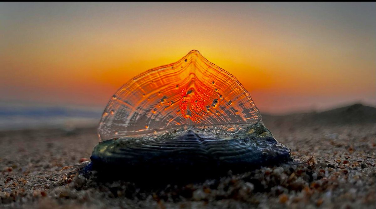 “What are the blue blobs washing up on SoCal beaches? Welcome to Velella velella Valhalla” LA Times, May 3, 2024

📷 : “Farewell, sailor”
Allen J. Schaben / LA Times