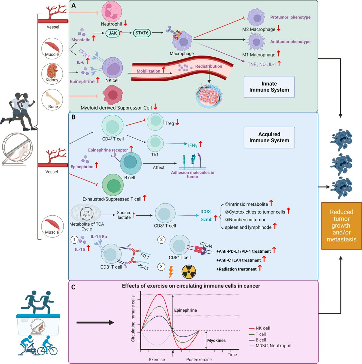 The Influence of Exercise on Cancer Risk, the Tumor Microenvironment and the Treatment of Cancer link.springer.com/article/10.100…