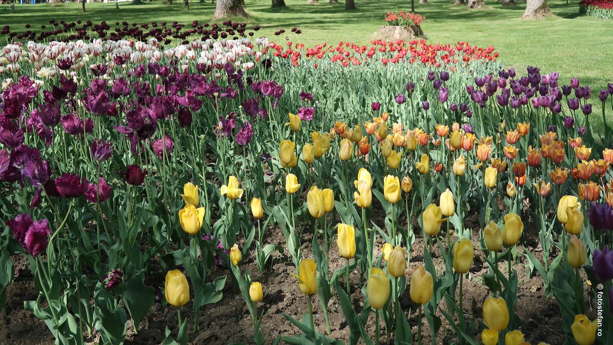 From a walk in a park #flowers #tulips #naturecolors #colorful #nature #outdoors #travelphoto #romania #pitesti #travelmore