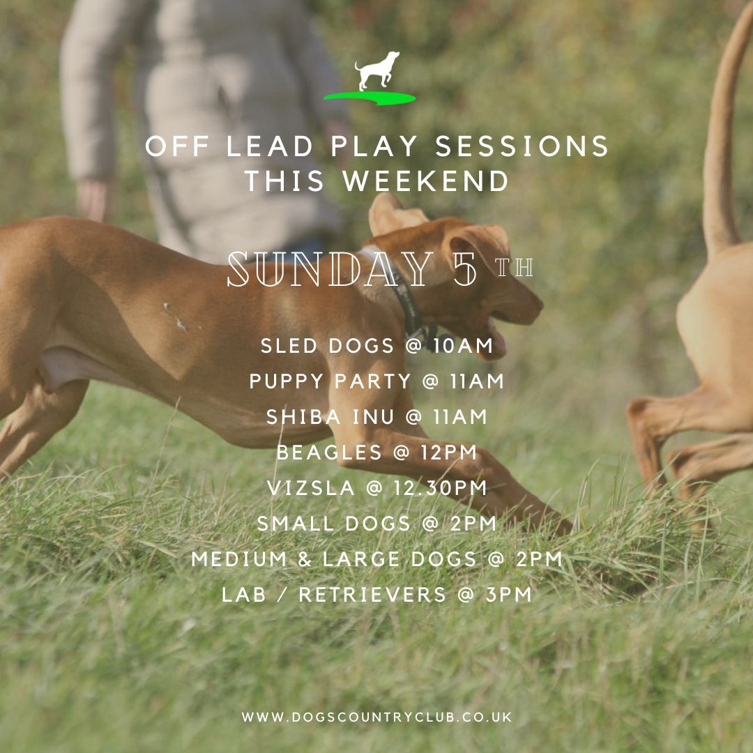 Don't miss our weekend #DoggyPlaySessions This weekend we have #PuppyParty #DachshundMeet #VizslaMeet #ShibaInuMeet and more! Great fun for both you & your furbaby. Turn up on the day or book here > buff.ly/4bccfm7 #DogsCountryClub #DogSocialisation #DogCommunity #DogClub