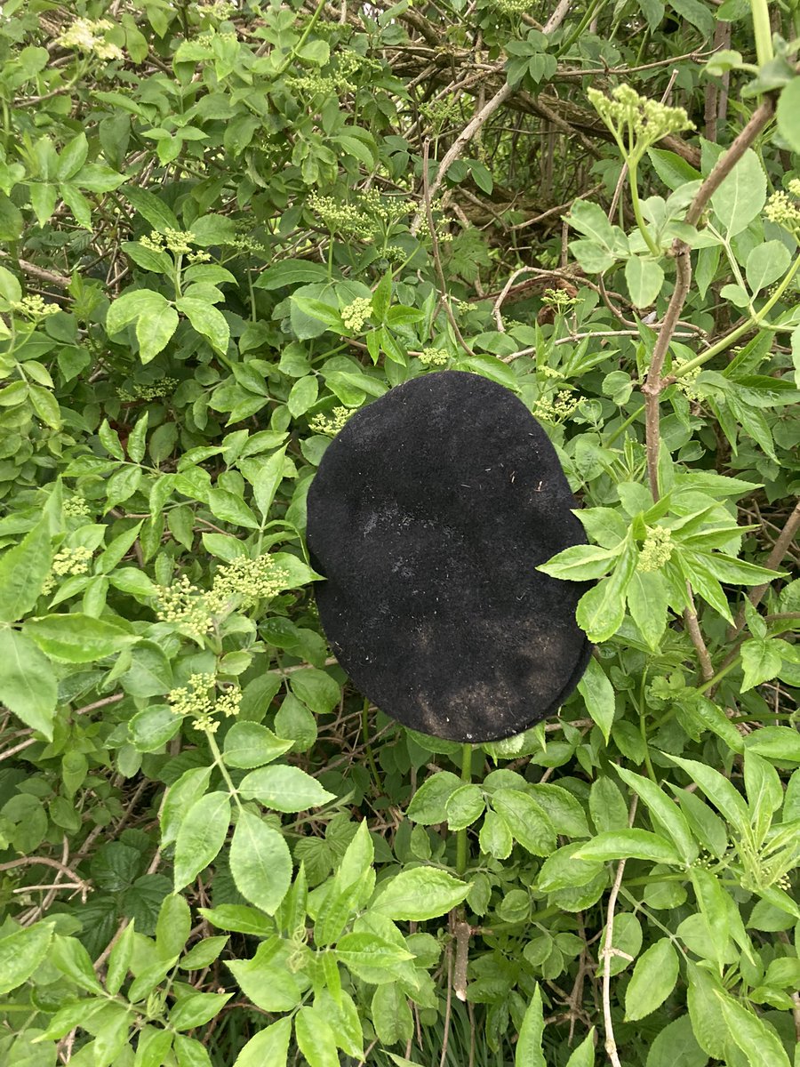 Just spotted this on my dog walk. I think it’s an Elder Beret bush.