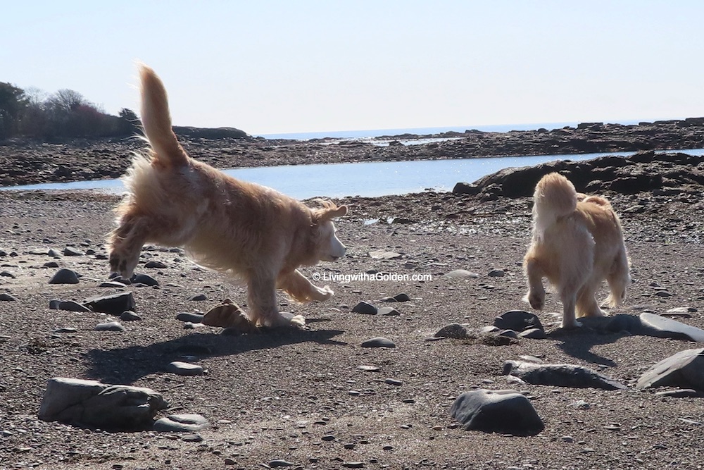 The floof is flying on this #FluffyButtFriday! #GRC